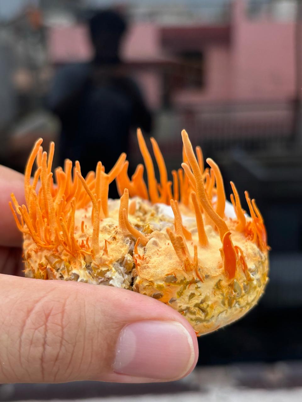 Dried Cordyceps Militaris — Lab Grown Fruiting Bodies