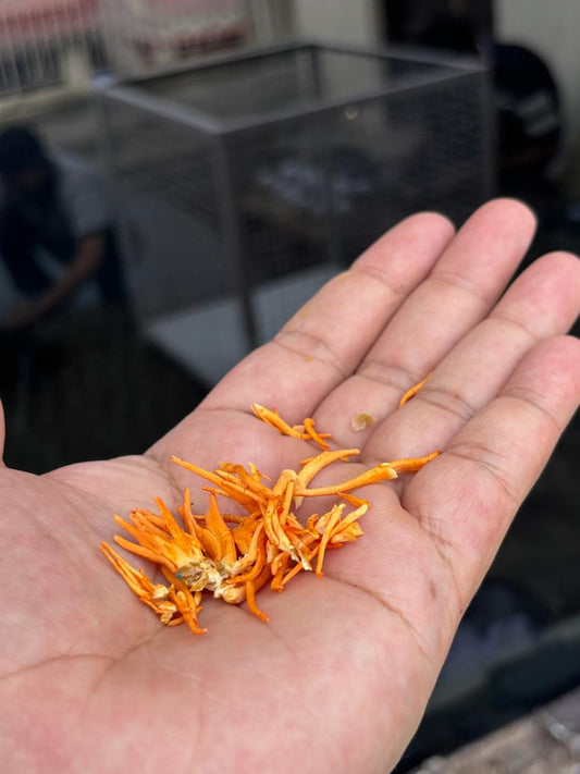 Dried Cordyceps Militaris — Lab Grown Fruiting Bodies