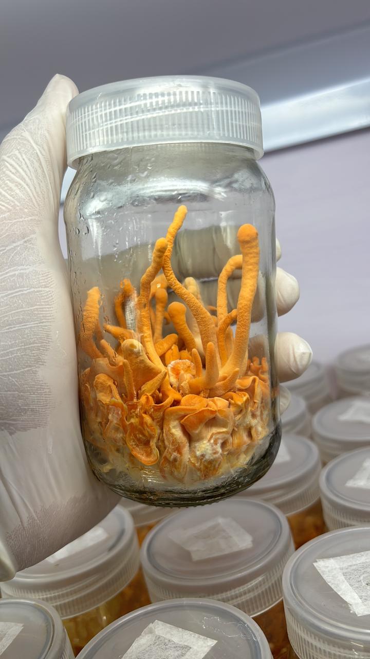 Dried Cordyceps Militaris — Lab Grown Fruiting Bodies