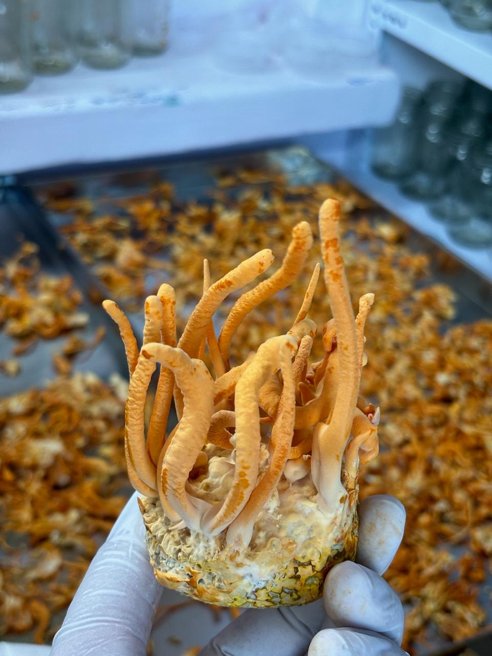 Dried Cordyceps Militaris — Lab Grown Fruiting Bodies